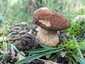 Nyári vargánya (Boletus reticulatus), Budai-hegység